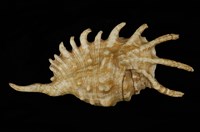 藏品(千足蜘蛛螺)的圖片